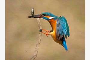 Eisvogel