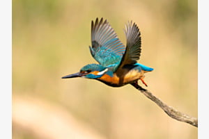 Eisvogel