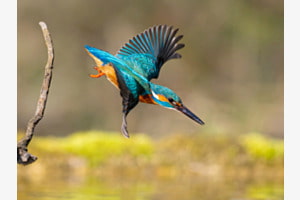 Eisvogel