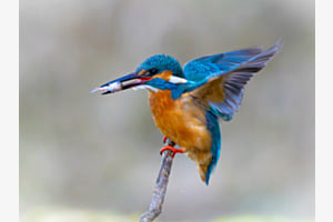Eisvogel