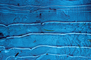 Eisblau im Wald