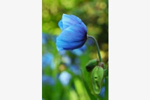 blue poppy