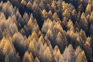 Herbst im Engadin