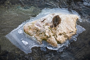 Eisinsel