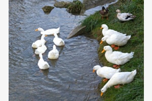 Entenbach in Schleitheim