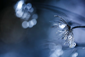 Bokeh