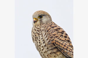 Turmfalke mit Blutresten nach dem Maus Schmaus Turmfalke mit Blutresten nach dem Maus Schmaus