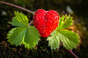 Walderdbeere mit Herz