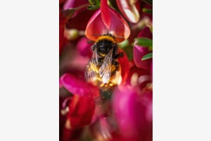Erdhummel mit Blütenstaubexplosion 