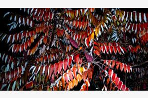 Essigbaum by night