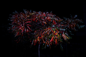 Essigbaum geflashed