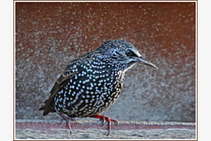Oiseau Gris-Noir Oiseau Gris-Noir