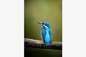 Eisvogel Eisvogel