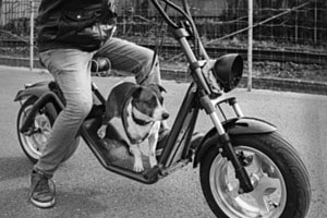 faulerHund faulerHund