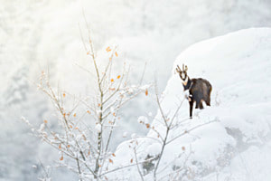 Wächter im Schnee