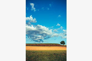 Feld mit Baum Feld mit Baum
