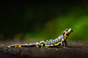 Feuersalamander Feuersalamander