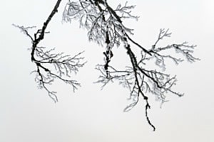 Schneeverzweigte Stille