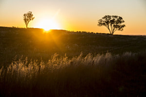 Australisches Landleben