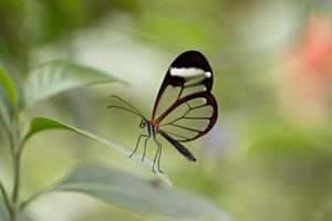 filigrane Schönheit filigrane Schönheit