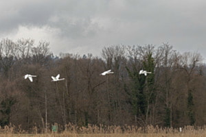 Wo hin des Weges?