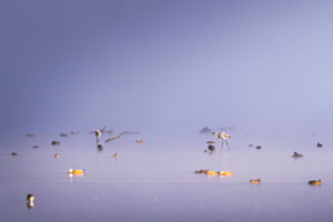 Flamingo auf Wanderschaft im Klingnauer Stausee
