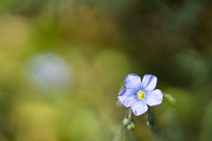 Fleur de lin