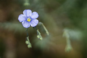 Fleur de lin II
