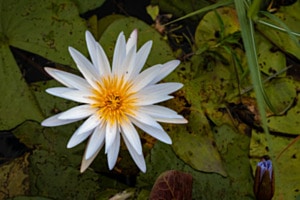 Water Lily