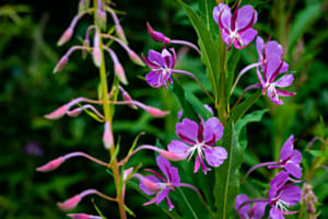 Fleurs de montagne