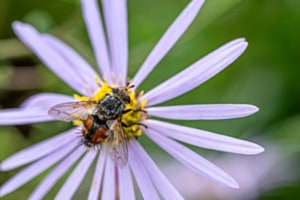 Fliege auf Mlumenblüte