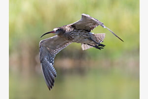 Im Flug