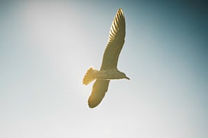Flug im Gegenlicht