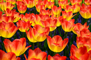 Frühling