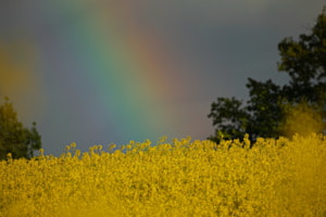 Raps, Regenbogen das ist April