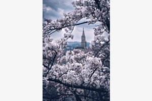 Frühling in Bern
