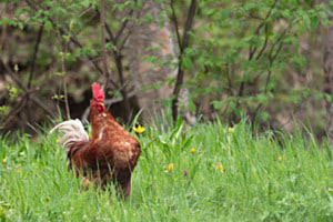 Frühlingsgefühle