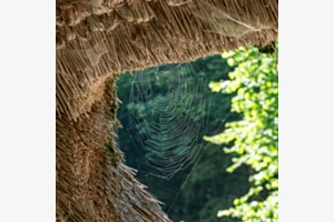 Spinnennetz