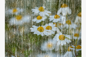 Wie gemalt