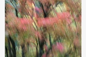 Herbstliche Bäume