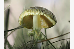 Knollenblätterpilz