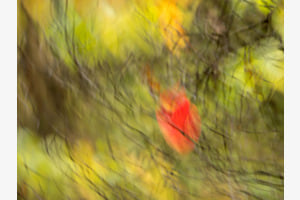 Bunter Herbst