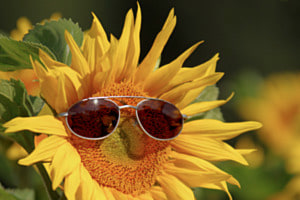 Schutz der Blume