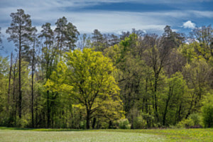 Waldrand in den Frühlingsfarben