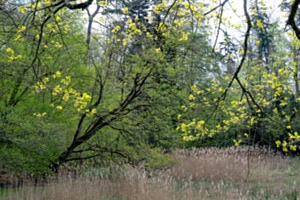 Frühling im Wald