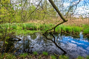 Frühlingserwachen im Biotop