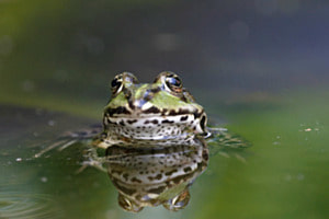 Froschkönig mal 2