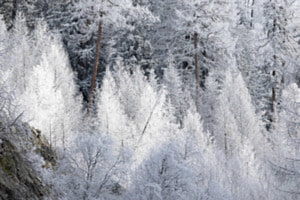 Frostiger Zauberwald