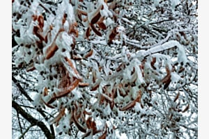 Frozen
