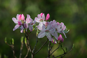 Frühling